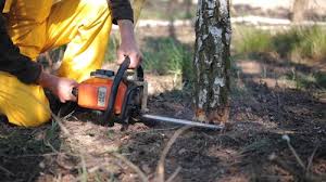 Professional Tree Care in La Verne, CA