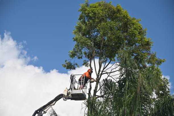 Soil Testing and Treatment in La Verne, CA