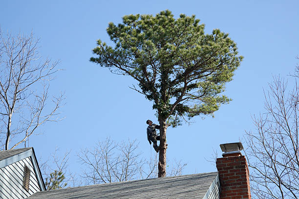 How Our Tree Care Process Works  in  La Verne, CA